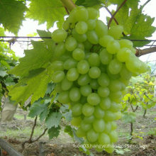 Chinese Fresh and Sweet Green Global Grape